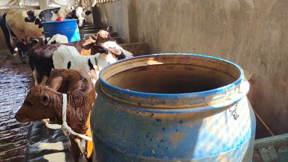 Read more about the article New scientific technology: The way cows give birth to twin calves