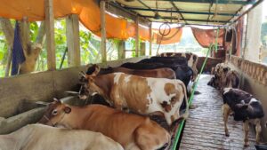 Read more about the article Chattogram’s dairy farmers are fighting for their sustainable dairy farming